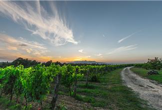 Italiaanse wijn (Toscane, Piemonte, & Veneto)